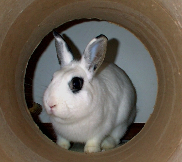 loves a good tunnel