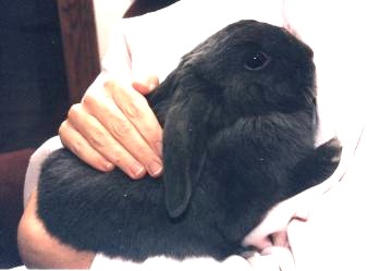 a lop for a lap