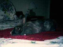 a rabbit in clover