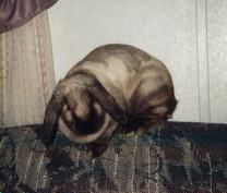 our first pet