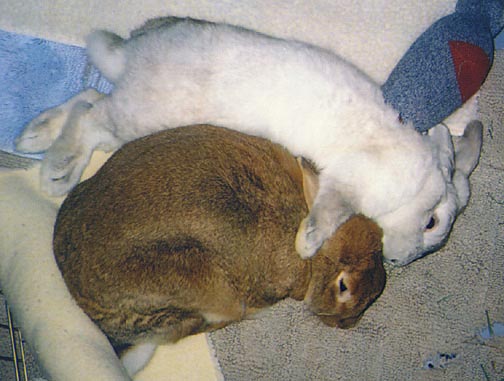 bunnies & friends: Sheldon & Lucy