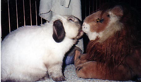 bunnies & friends