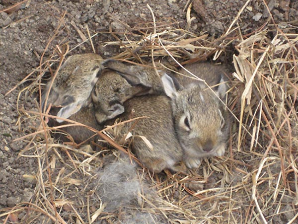 Baby Wild Rabbits Buckeye House Rabbit Society