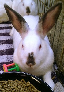 bunny_01