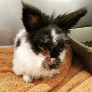 Piglet after love and care