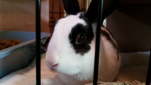 bonnie_02