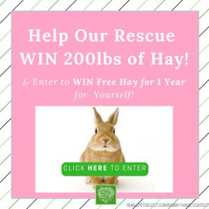 SmallPetSelect Rabbit Rescue Contest