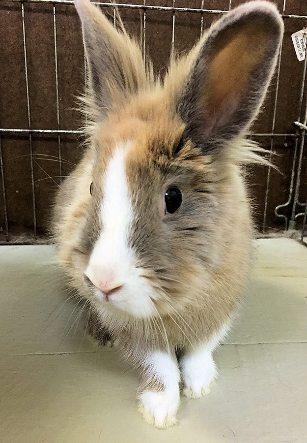 lionhead dutch rabbit