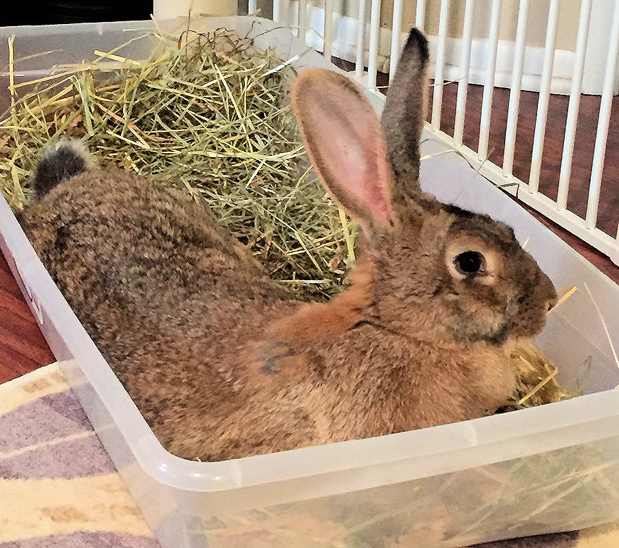 flemish giant litter box