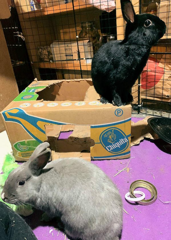 Maddie & Liv – Buckeye House Rabbit Society