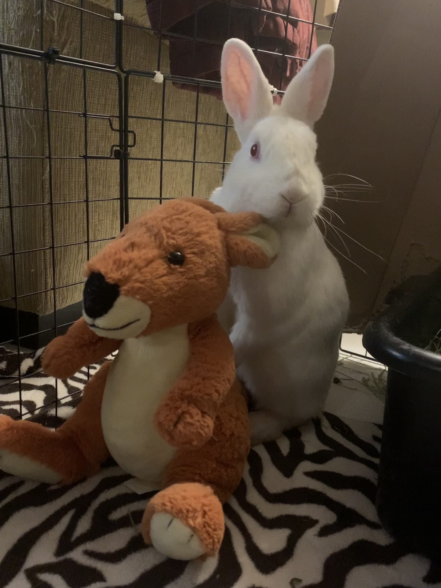 Buckeye House Rabbit Society – Helping rabbits in Ohio since 1997