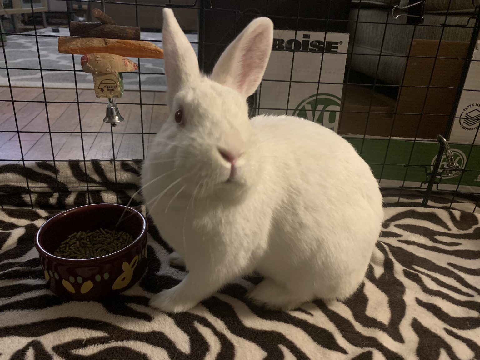 Buckeye House Rabbit Society Helping rabbits in Ohio since 1997