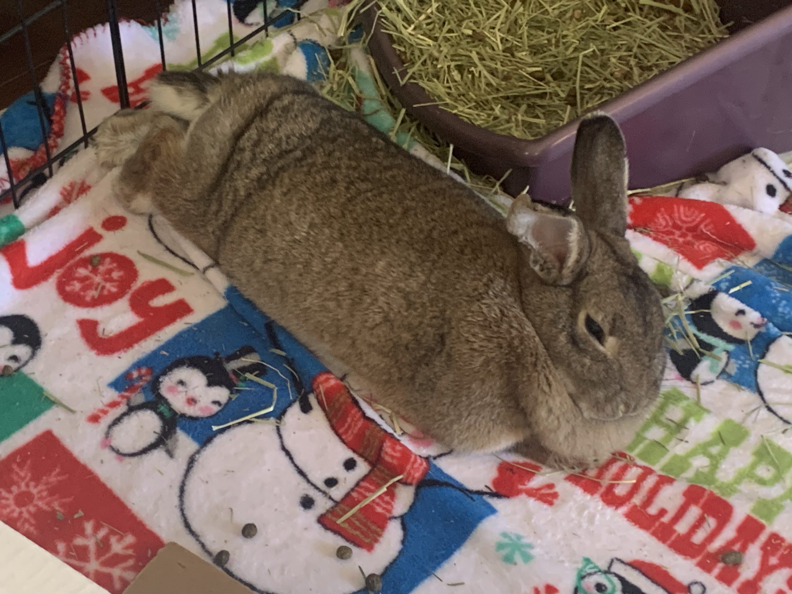 Chewy rabbit hot sale