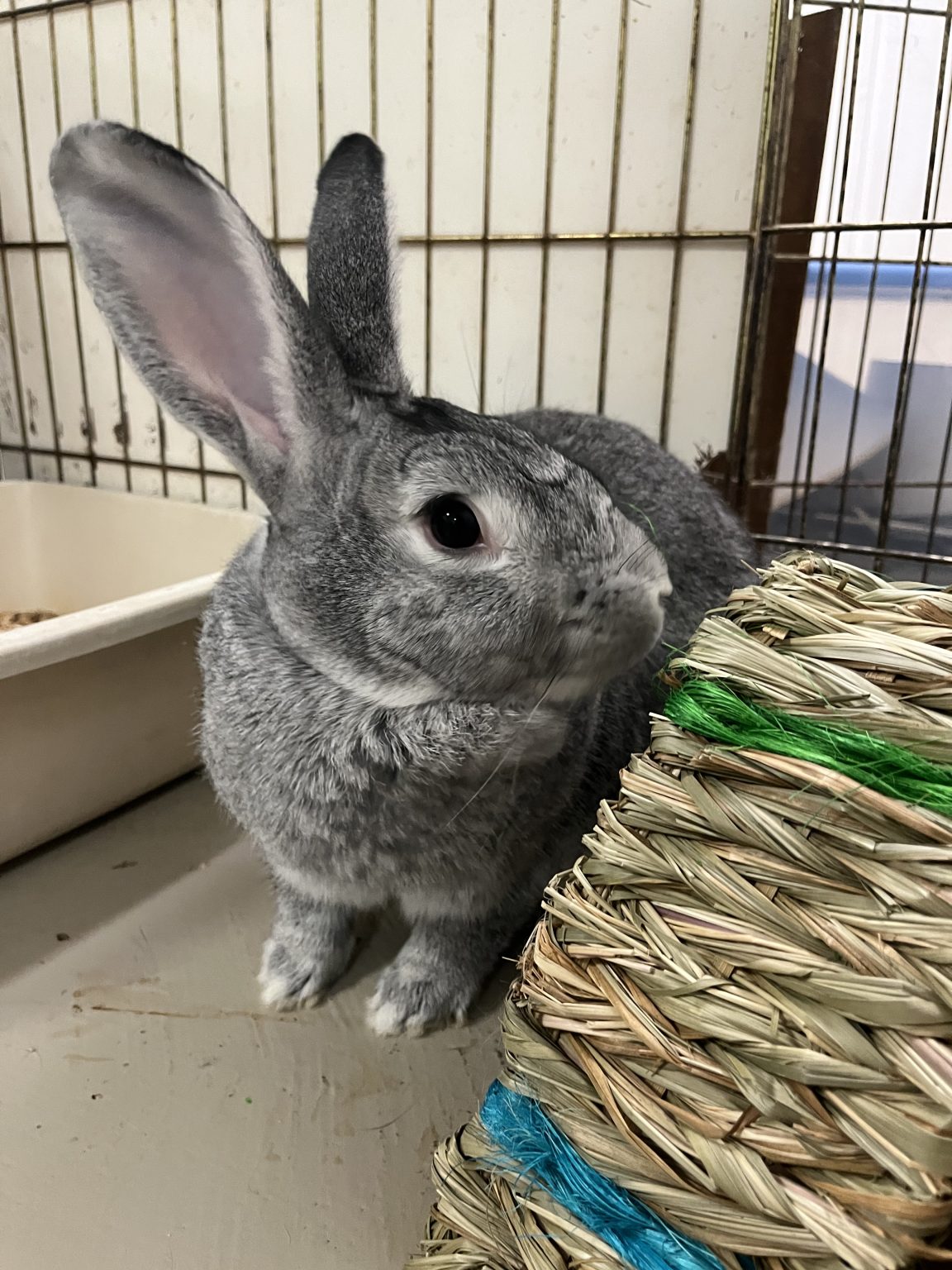 Buckeye House Rabbit Society Helping rabbits in Ohio since 1997