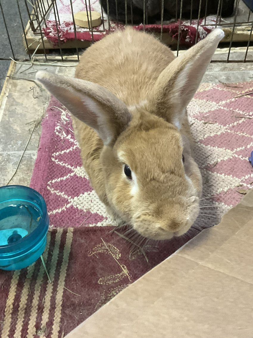 Buckeye House Rabbit Society Helping rabbits in Ohio since 1997