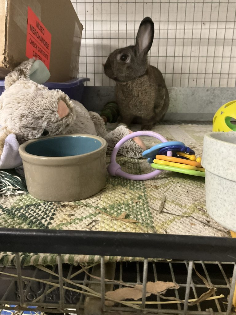 Buckeye House Rabbit Society Helping rabbits in Ohio since 1997