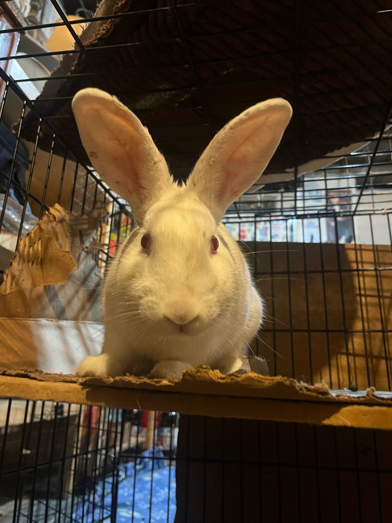 Buckeye House Rabbit Society Helping rabbits in Ohio since 1997