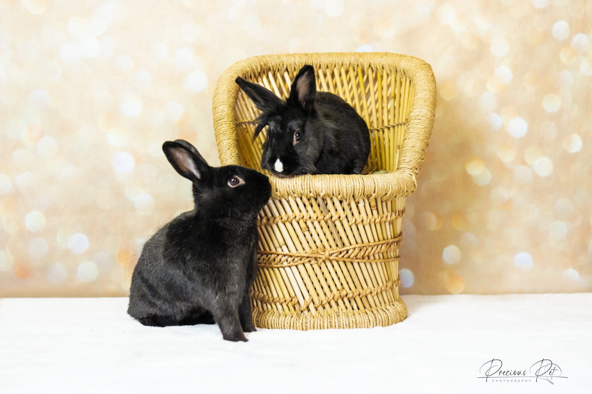 Buckeye House Rabbit Society – Helping rabbits in Ohio since 1997