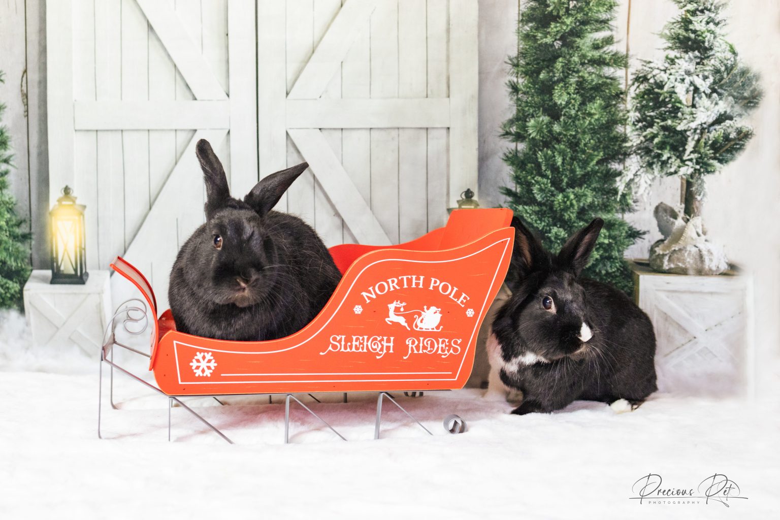 Buckeye House Rabbit Society – Helping rabbits in Ohio since 1997