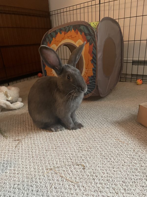 Buckeye House Rabbit Society Helping rabbits in Ohio since 1997