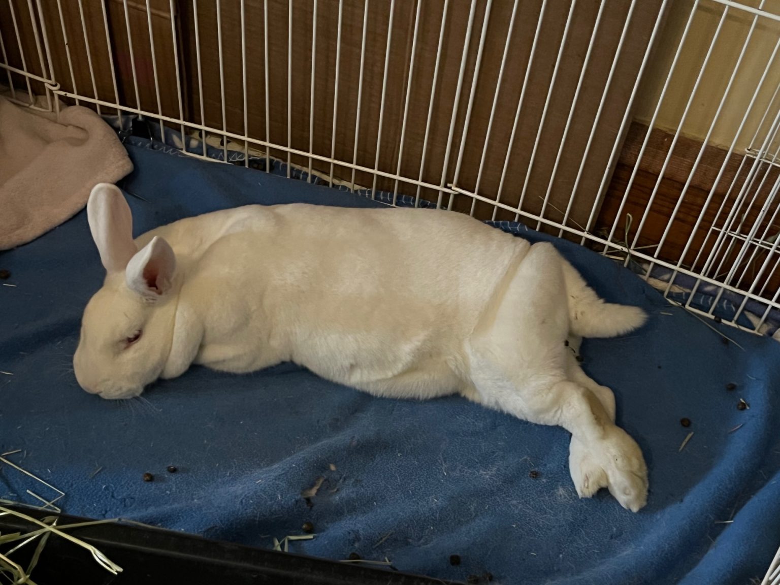 Buckeye House Rabbit Society – Helping rabbits in Ohio since 1997