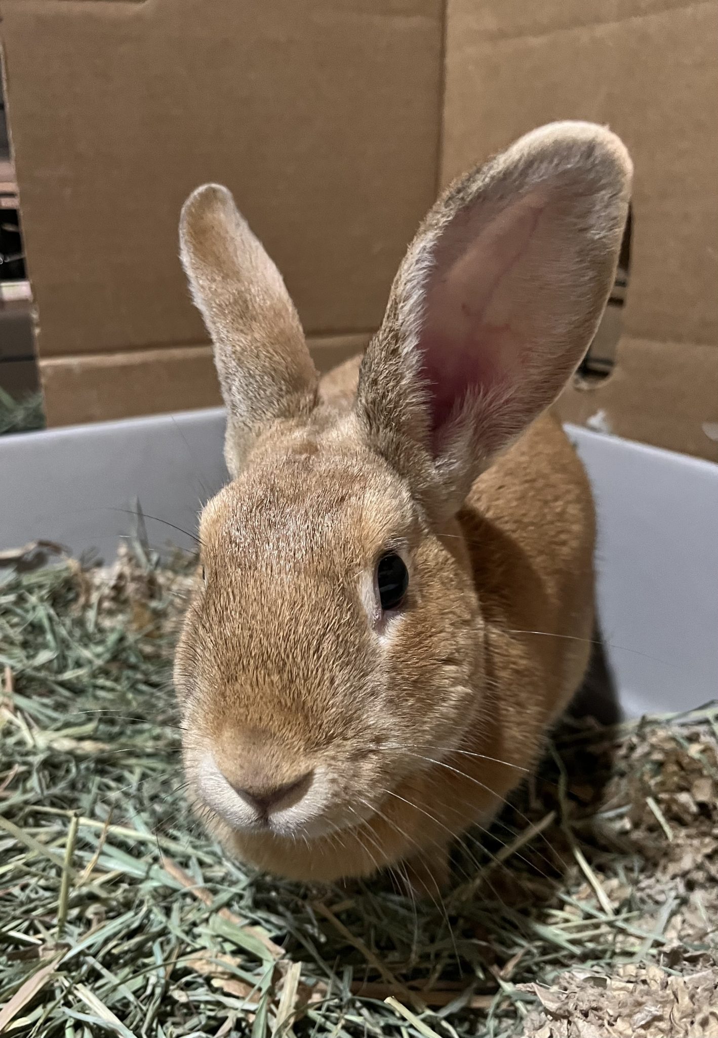 Buckeye House Rabbit Society Helping rabbits in Ohio since 1997