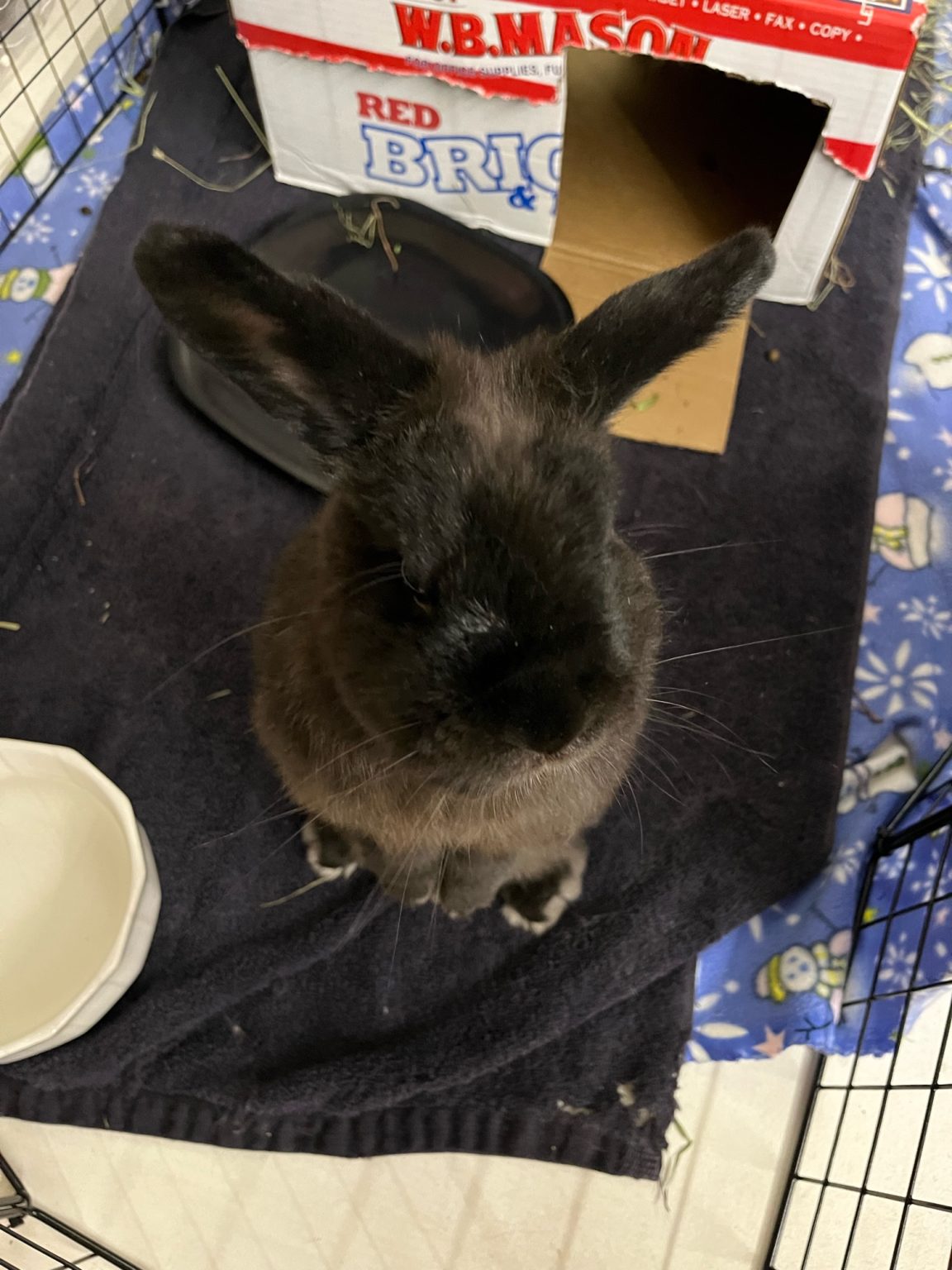 Buckeye House Rabbit Society Helping rabbits in Ohio since 1997