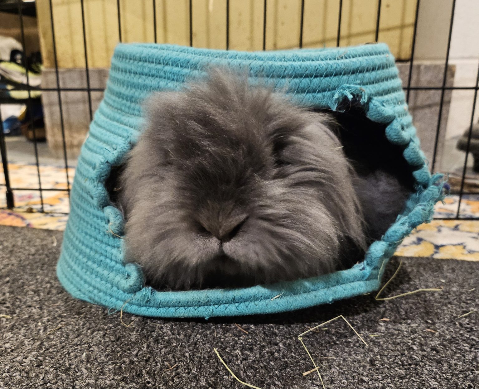 Buckeye House Rabbit Society – Helping rabbits in Ohio since 1997