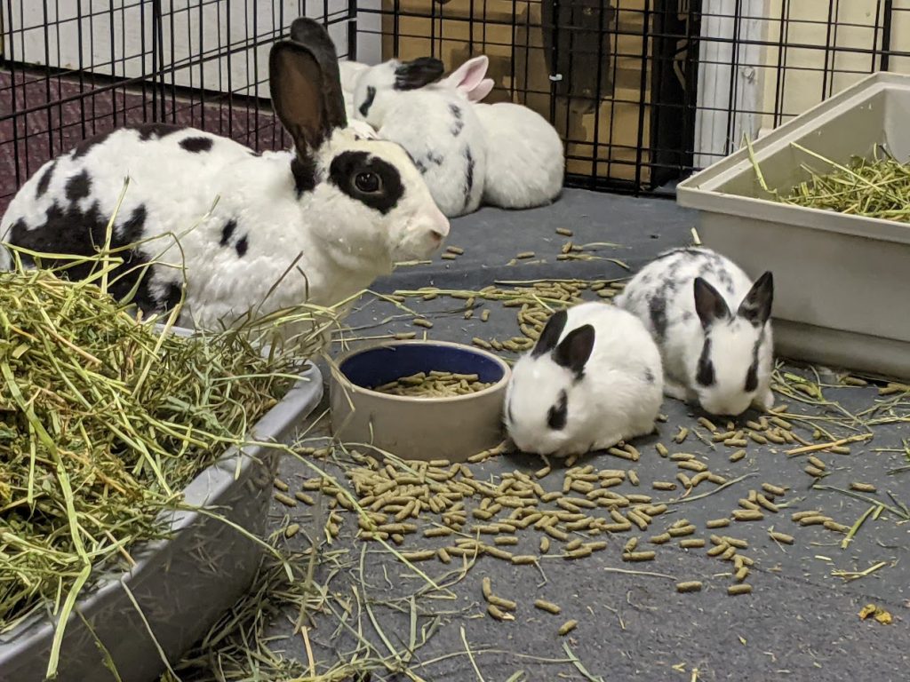 visit rabbits near me