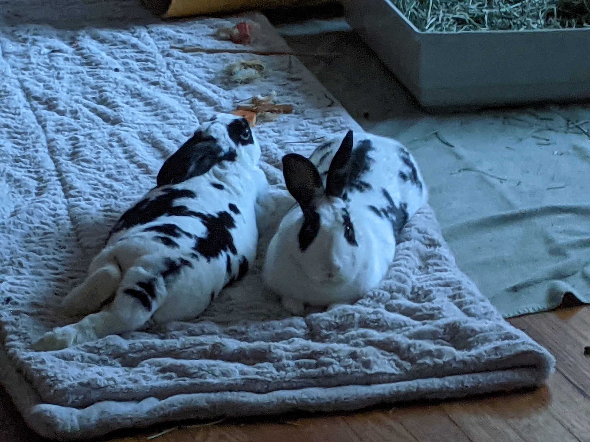 Buckeye House Rabbit Society – Helping rabbits in Ohio since 1997