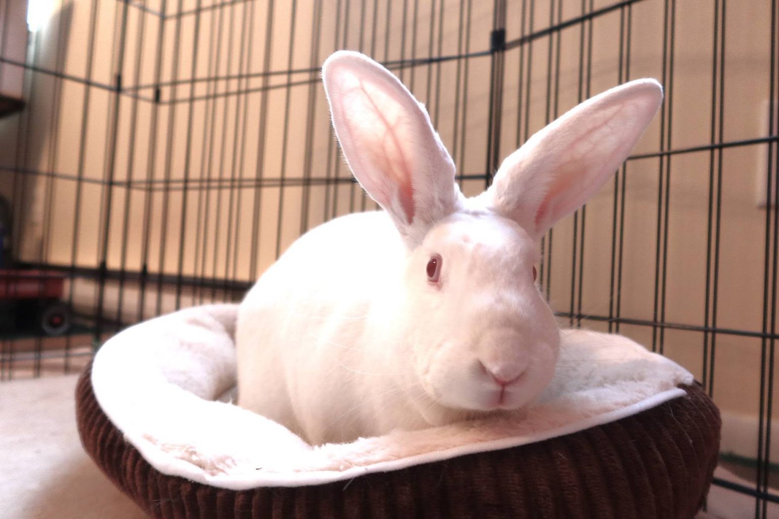 Buckeye House Rabbit Society – Helping rabbits in Ohio since 1997