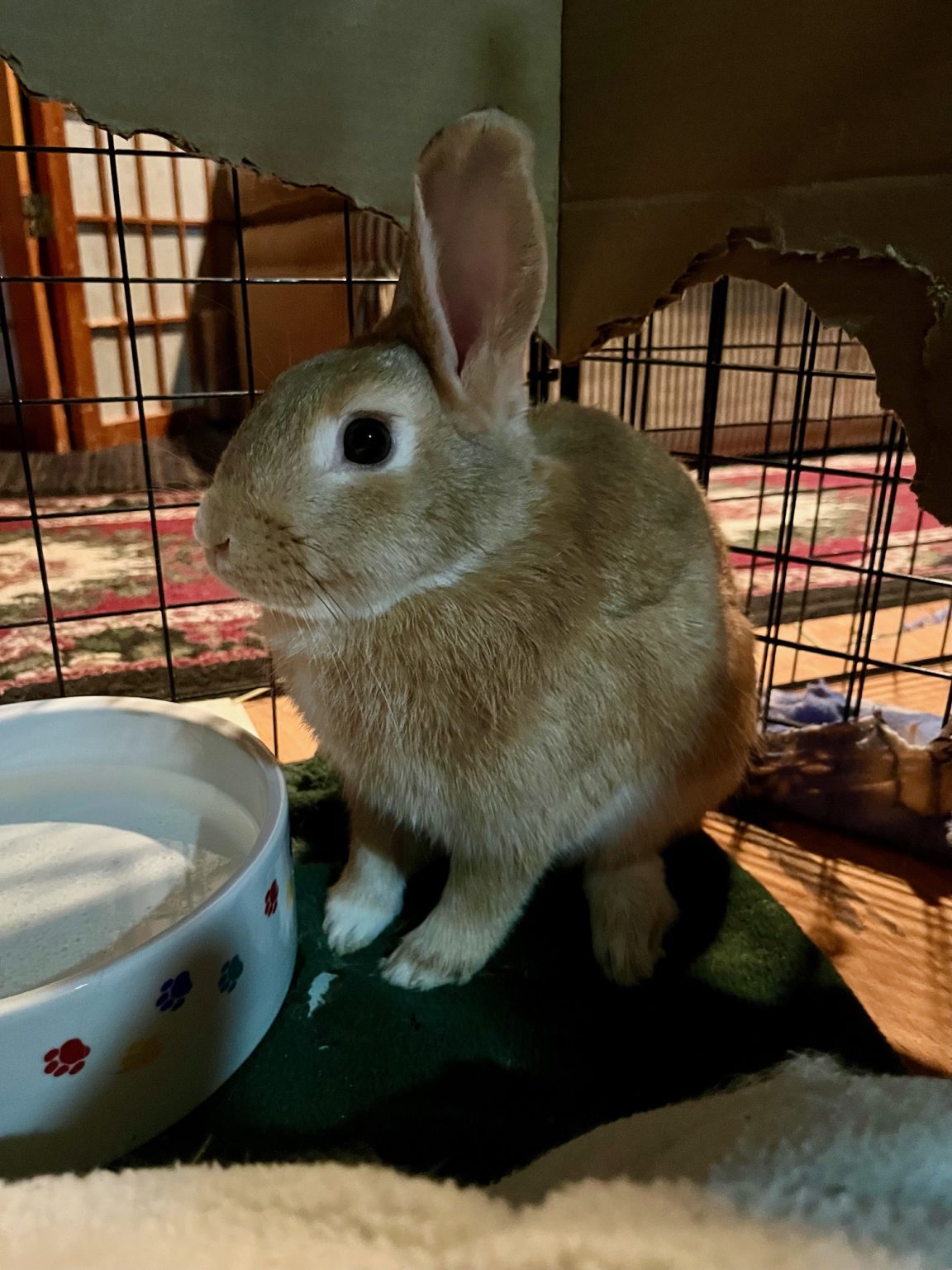 Buckeye House Rabbit Society – Helping rabbits in Ohio since 1997