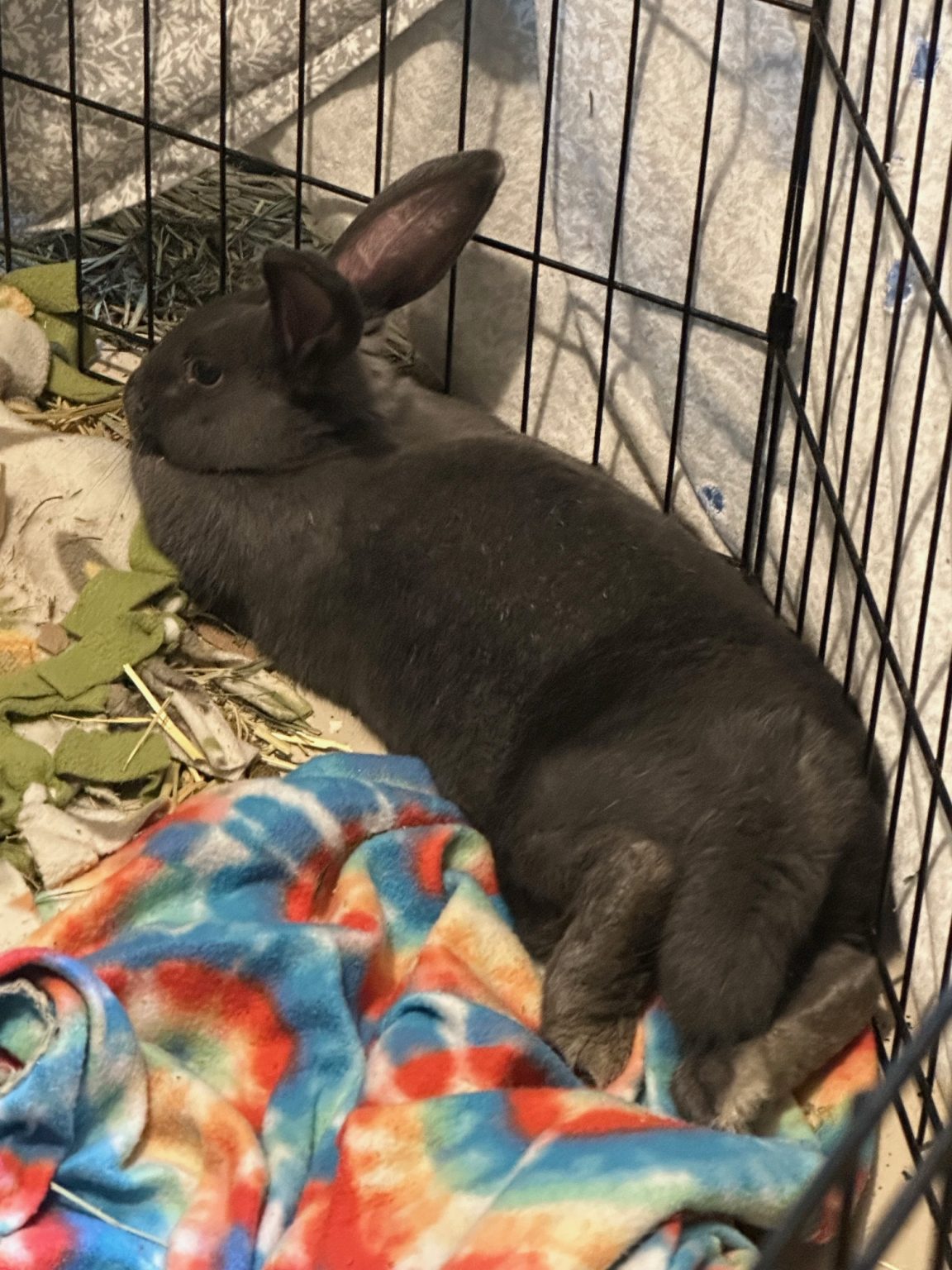 Buckeye House Rabbit Society – Helping rabbits in Ohio since 1997