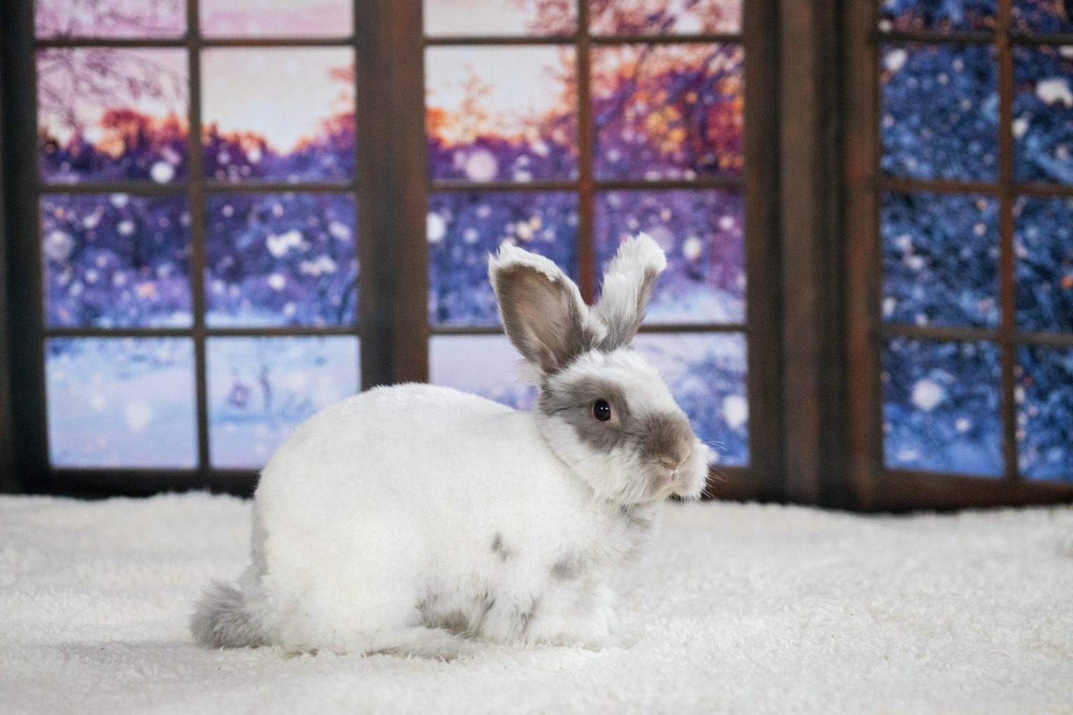 Buckeye House Rabbit Society – Helping rabbits in Ohio since 1997